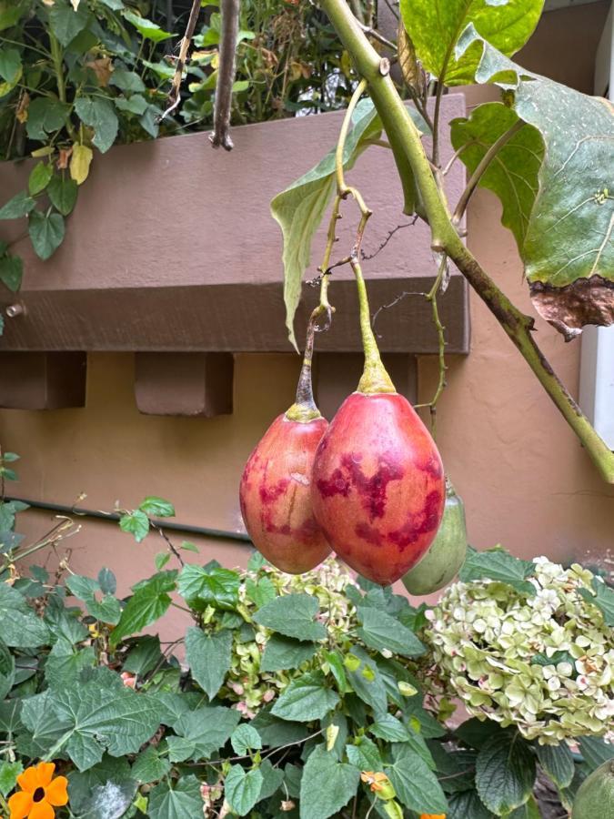 Campus Residencias Bed and Breakfast Quito Esterno foto